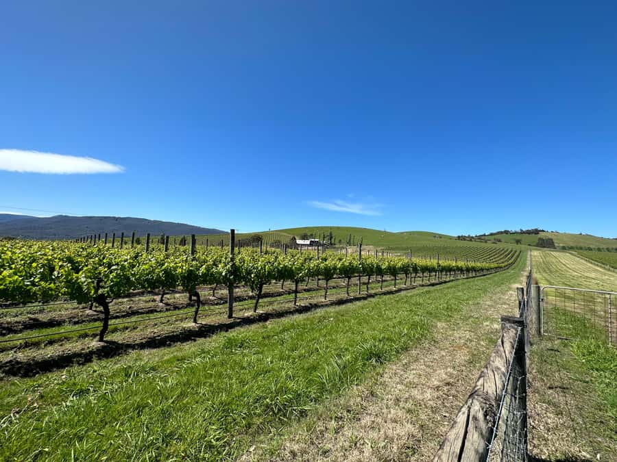 Private Tour: Yarra Valley Wine, Cheese, Gin & Chocolatrie - Melbourne to Yarra Valley: The Part That Sets the Tone