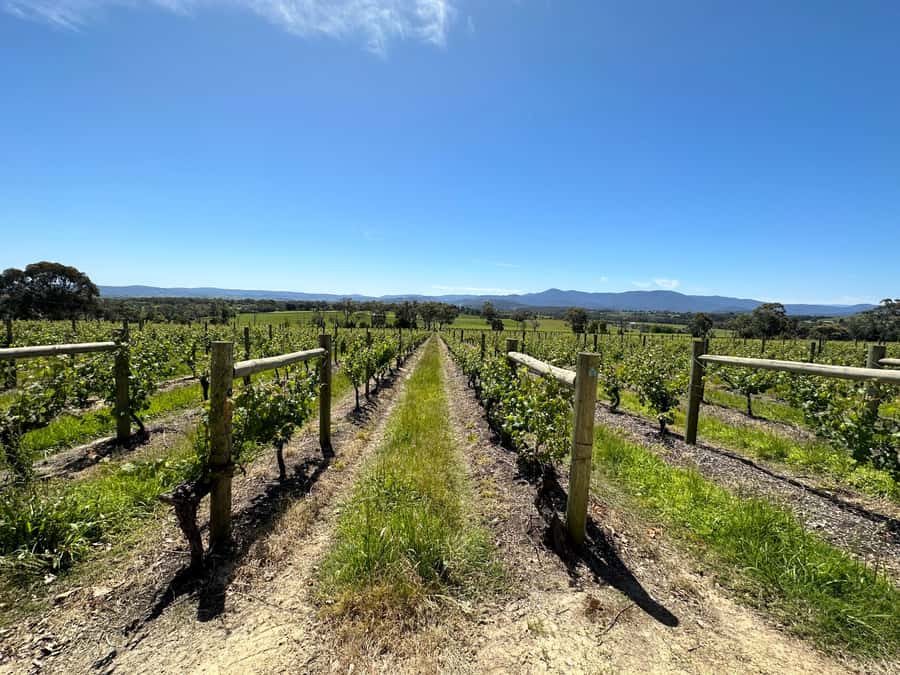 Private Tour: Yarra Valley Wine, Cheese, Gin & Chocolatrie - Price and Value: Is $530 Per Group Worth It?