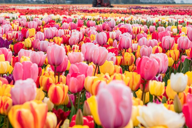 Private Tulip Fields, Windmills and Cheese Tour from Amsterdam - Key Things You Should Know
