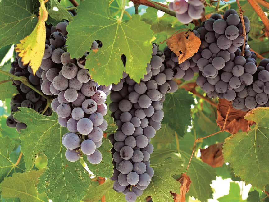 Querétaro: Cheese and Wine Tasting Tour - Price and value: is $94 worth it?