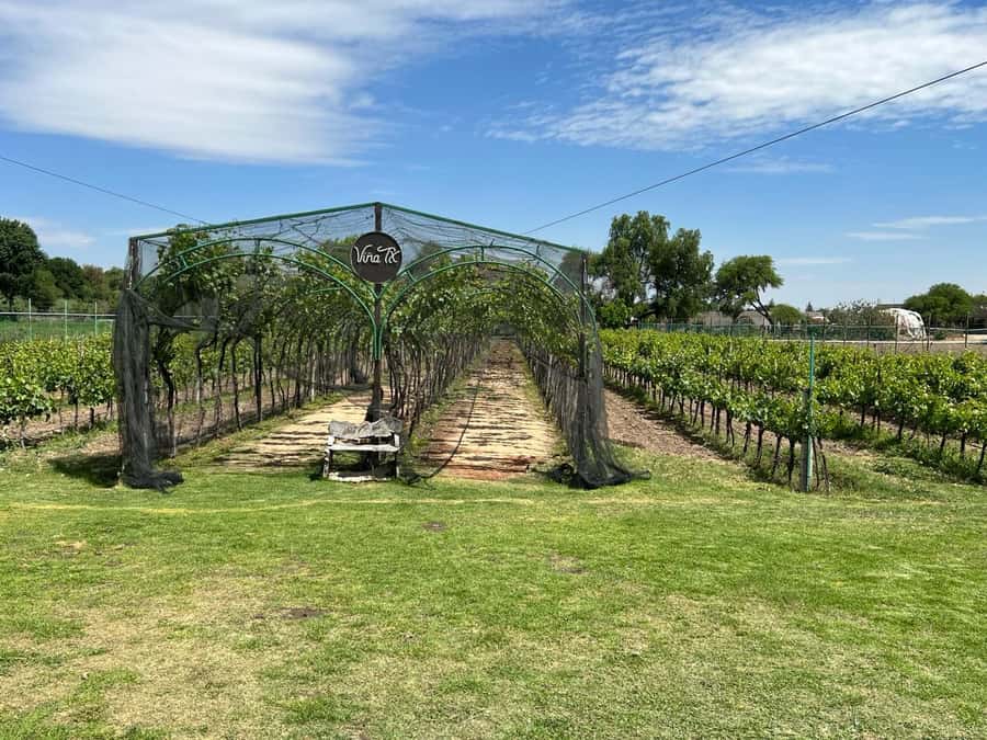 Querétaro: Cheese & Wine Tour In A Day - A One-Day Route Through Querétaro’s Cheese-and-Wine Country