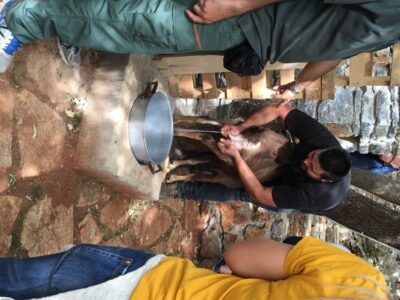 Rethymno 4x4 Safari: Tastes & Farm Experience - From pickup to Panormos: setting the tone at Klados Winery