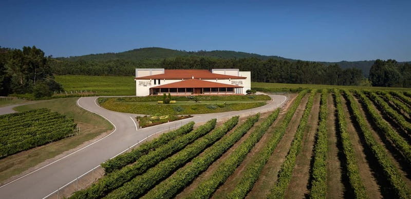 Rías Baixas Albariño Experience: Winery Visit & Cheese - What you learn about Albariño (and why Loureiro and Caiño Blanco matter)