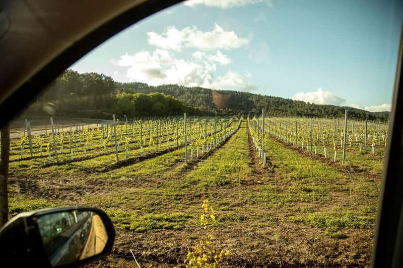 Rías Baixas Albariño Experience: Winery Visit & Cheese - Terras Gauda cellar tour: modern tools with tradition in the same building