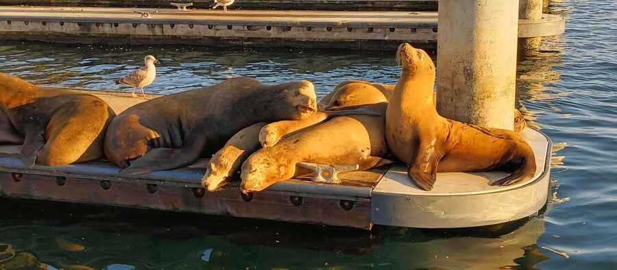 Romantic Boat Cruise with Wine & Cheese or Surprise Dinner - The Route Around Marina del Rey: Jetty Views, Wildlife, and Waterfront Homes