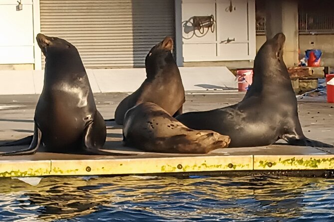 Romantic Luxury Boat Cruise with Wine Cheese Sea LionTours - What the cruise actually looks like at sea lion time