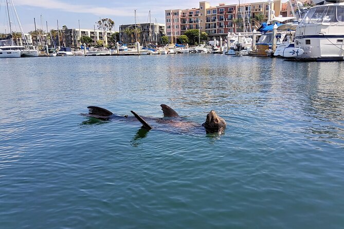Romantic Luxury Boat Cruise with Wine Cheese Sea LionTours - Price and timing: is $149 good value?