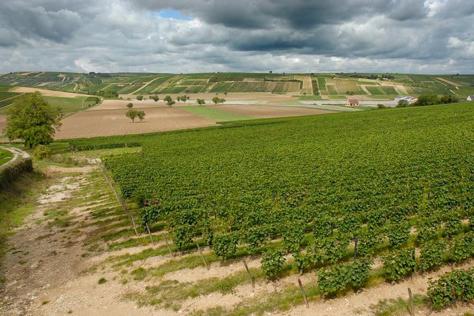 Sancerre & Pouilly-Fumé Wine Tour Goats' cheese tasting - Chavignol and the Henri Bourgeois Tasting