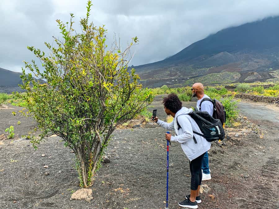 São Filipe: Fogo Volcano with Wine and Cheese Tasting - Price and Value: Is $100 Worth It?