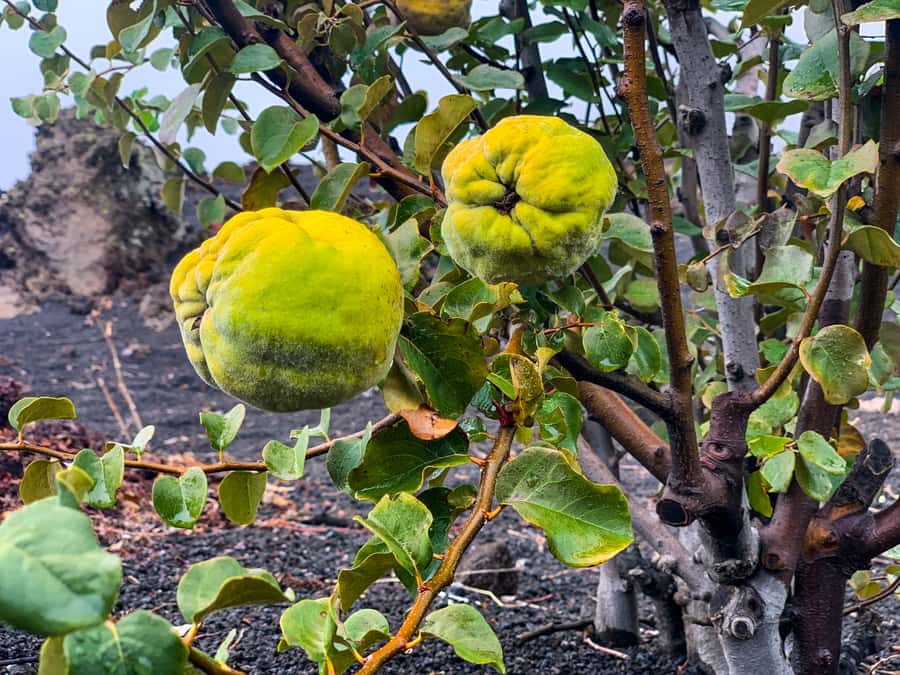 São Filipe: Fogo Volcano with Wine and Cheese Tasting - What to Pack and How to Make the Day Easier