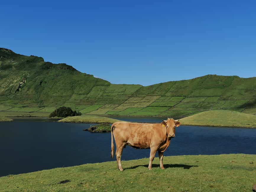 Sao Jorge Cheese Tour - Half day - Key moments worth centering in your plans