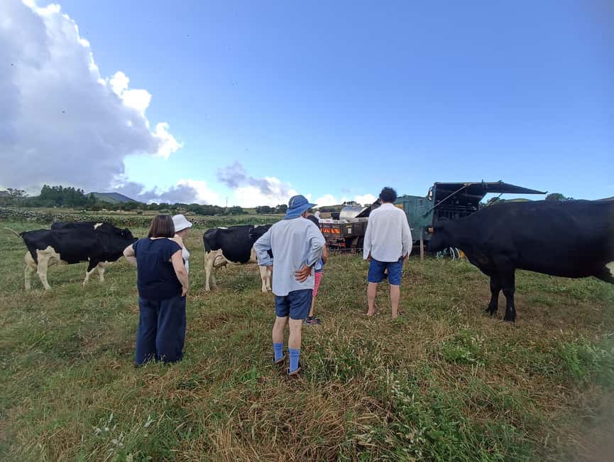 Sao Jorge Cheese Tour - Half day - Half-Day Cheese Reality Check: What You’re Paying For