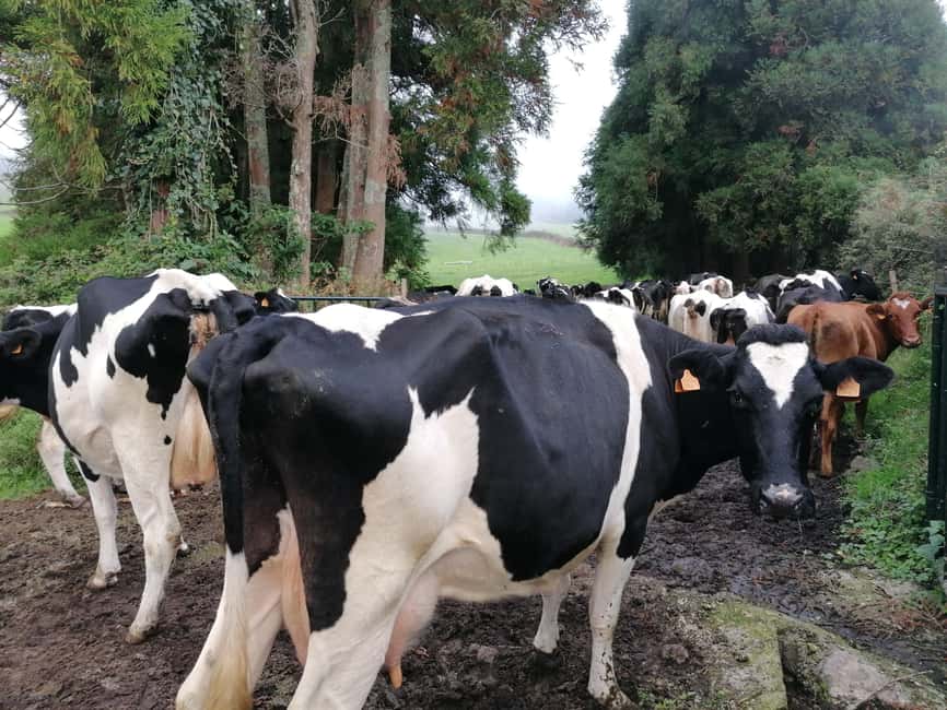 Sao Jorge Cheese Tour - Half day - Family Farm Stop in Calheta: Hand Milking, Fresh Milk, and Real Life