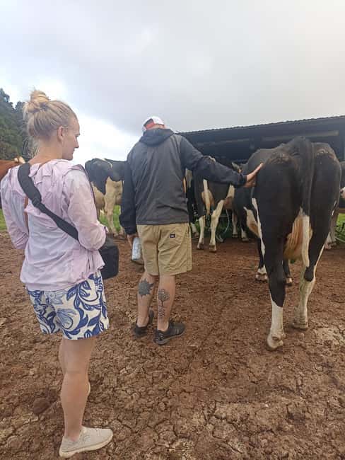 Sao Jorge Cheese Tour - Half day - Who This Tour Suits Best (and Who Might Skip)