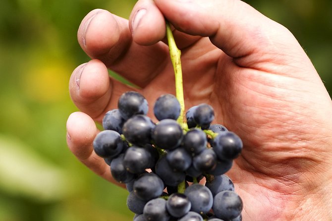 Scenic Hunter Valley Tour with Wine and Cheese Tastings - The Wineries and Tastings: What You’ll Actually Experience