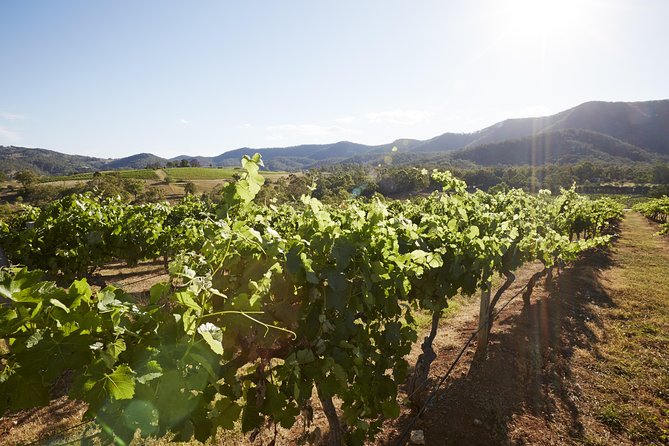 Scenic Hunter Valley Tour with Wine and Cheese Tastings - Lunch, Shopping Time, and the Stuff You Can Actually Bring Home