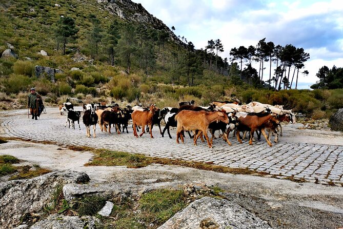 Serra da Estrela - Half-day off-road tour with cheese tasting - The tasting stop: cheese flavors that fit the mountain setting