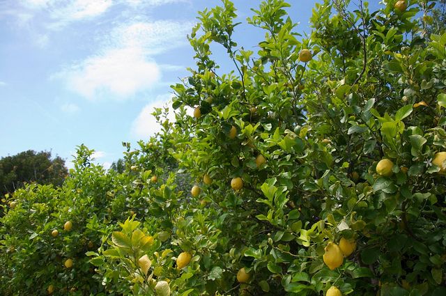 Sorrento farm by tuk tuk: pizza,limocello and cheese tasting - A Sorrento countryside food day built on lemons, cheese, and pizza