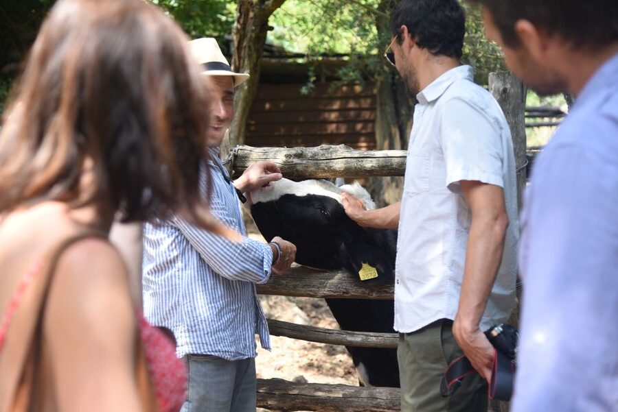 Sorrento: Farm Tour with Cheese Tasting & Pizza Making Class - Views, Atmosphere, and a Day That Stays Social Without Being Chaotic