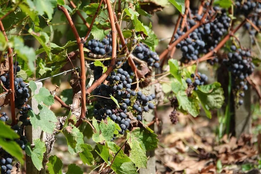 St. Emilion: Half Day E-Bike & Wine Tour with Wine & Cheese - Final Tasting and Walking Transfer Back to the Village