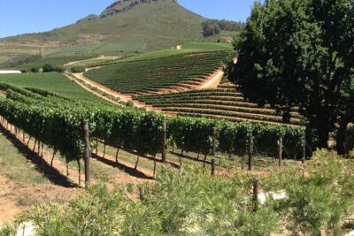 Stellenbosch Franschhoek Full-Day Tour with Cheese Tasting - Hotel pickup, a short start, and why the route feels manageable
