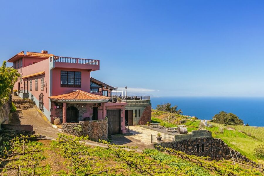 Tacoronte: Guided Winery Tour with Wine and Cheese Tastings - Wine lineup you’ll taste: Dragoblanco, Hollera, Monje Tradicional, Listán Negro