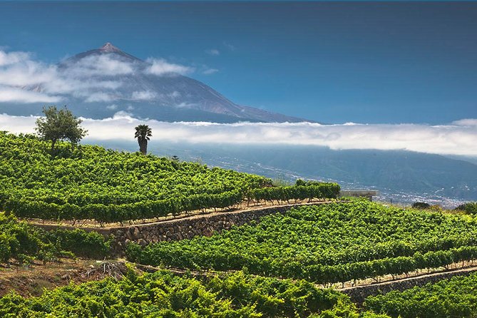 Tenerife Bodegas Monje Winery Tour with Wine and Cheese Tasting - Getting there, what to wear, and how to avoid common hassles