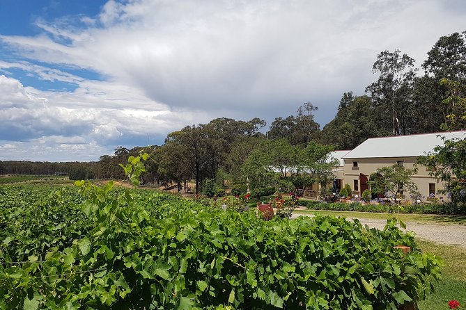 Tintilla Estate: Wine Tasting with a Meat and Cheese Platter - Eight Vineyard Wines: What You’ll Taste and Why It Works