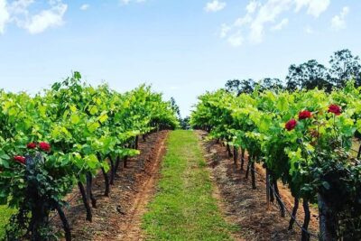 Tintilla Estate: Wine Tasting with a Meat and Cheese Platter - Olive Products: A Small Detail With Big Flavor Potential