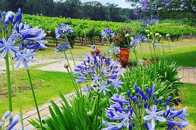 Tintilla Estate: Wine Tasting with a Meat and Cheese Platter - Booking Notes and What to Expect at Arrival