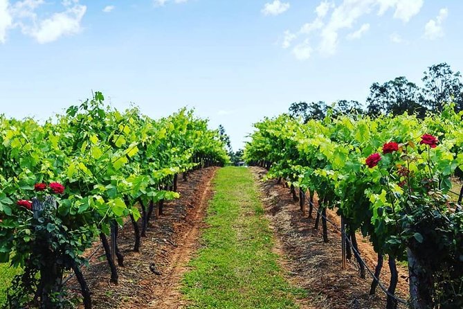 Tintilla Estate: Wine Tasting with a Meat and Cheese Platter - Olive Products: A Small Detail With Big Flavor Potential