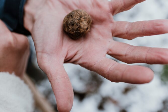 Truffle Hunting and Cheese, Truffle & Wine Tasting near Alba - Price and value: what you’re paying for (and what you aren’t)