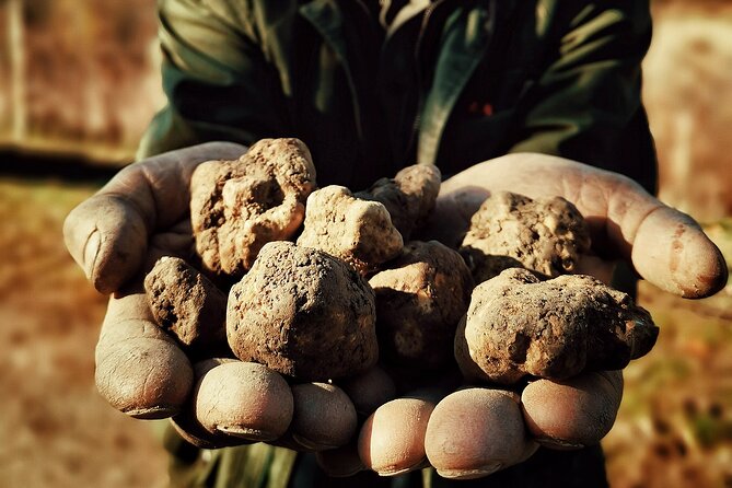 Truffle Hunting and Cheese, Truffle & Wine Tasting near Alba - Logistics that can make or break your morning