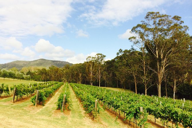Tulloch Wines- Mystery Wine Tasting Experience with Local Cheese and Charcuterie - Kids, teens, and non-drinkers: matching tasting options that keep everyone happy