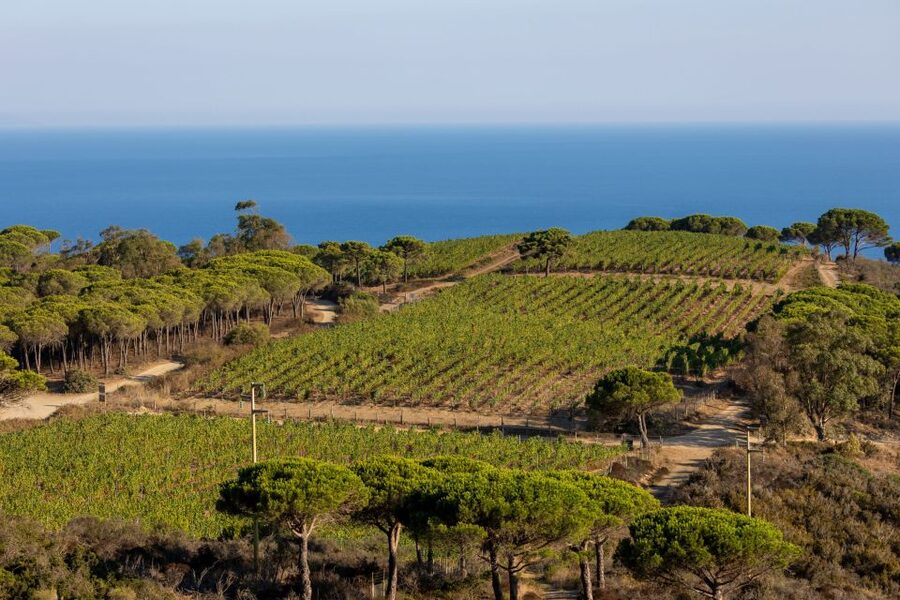 Tuscany: Ripalte Design Winery Wine and Cheese Tasting Tour - Getting Oriented at Tenuta delle Ripalte (Capoliveri, Elba)