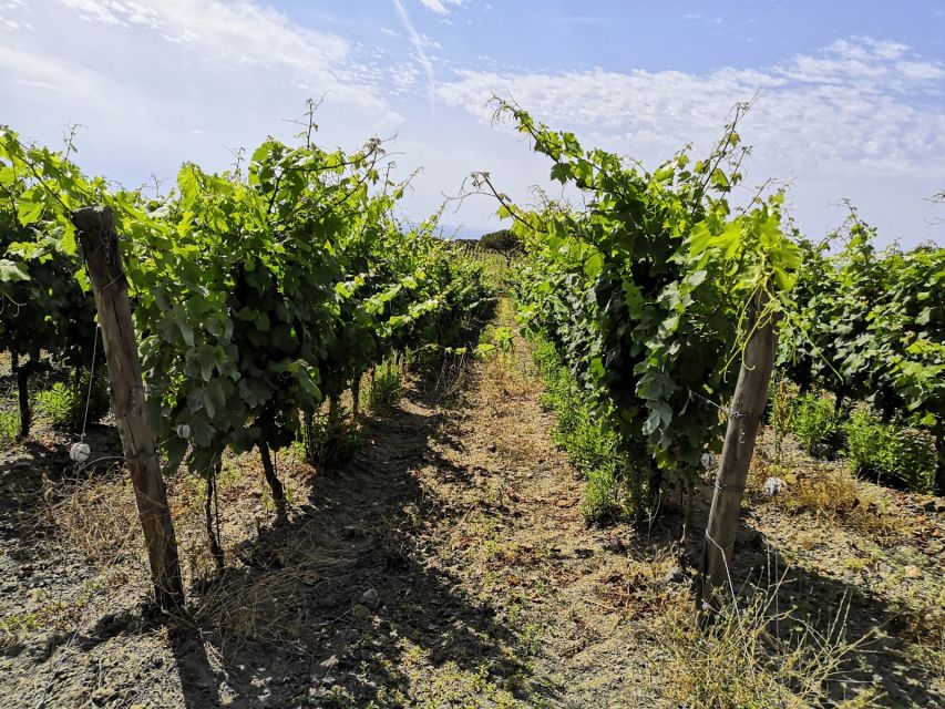 Tuscany: Ripalte Design Winery Wine and Cheese Tasting Tour - Practical Tips So You Get the Best 2 Hours