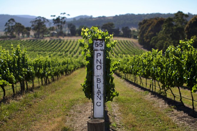 Ultimate Yarra Valley Chandon, Soumah & De Bortoli Cheese & Wine - Key things to know before you go