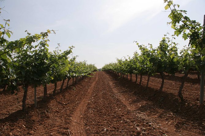 Visit and wine tasting with sausage and BODEGA PIRINEOS cheese - Price and value: $24.14 for 4 wines plus local cheese and sausage