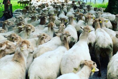 Visit San Sebastian and a Family Cheese Farm with Tasting (From Bilbao) - Irun family cheese farm: Idiazabal is the main character