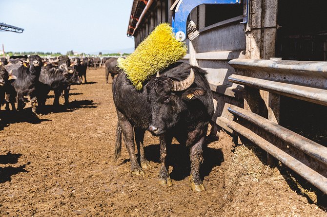 Visit to the Bufale and Dairy farm with cheese tasting - Key highlights to know before you go