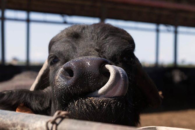 Visit to the Bufale and Dairy farm with cheese tasting - Meet at La Maremmana (9:00 am): timing and group size