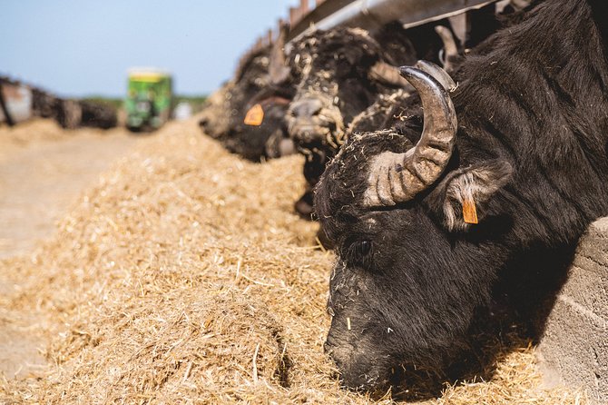 Visit to the Bufale and Dairy farm with cheese tasting - The buffalo breeding walk: close animal time, plus practical explanations
