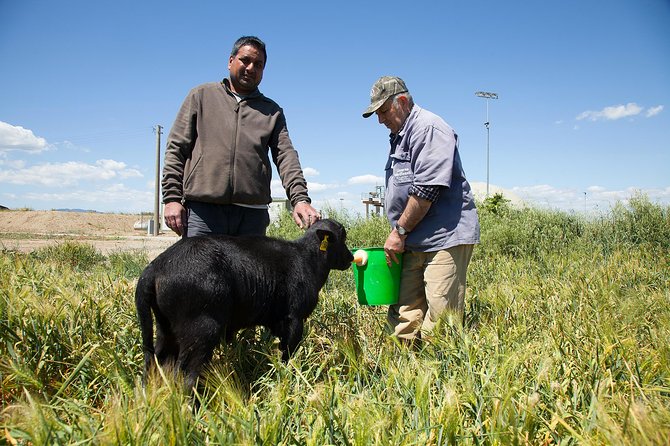 Visit to the Bufale and Dairy farm with cheese tasting - Biogas plant stop: a farm system you may not expect