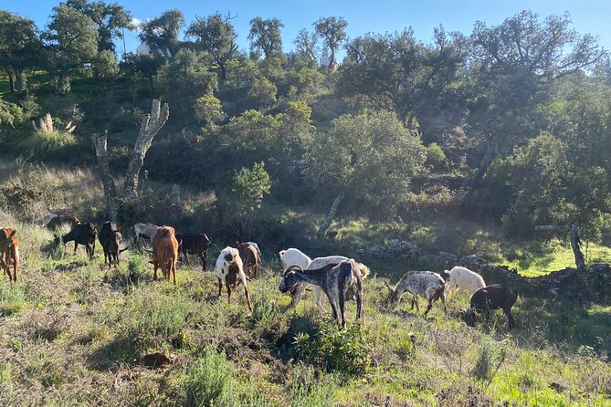 Walk in the Hills with Goat Herder-Local Honey, Wine and Cheese Tasting - Key things to know before you go