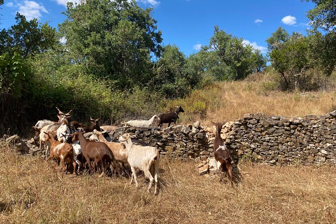 Walk in the Hills with Goat Herder-Local Honey, Wine and Cheese Tasting - Walking the Algarve Hills with a Goat Herder