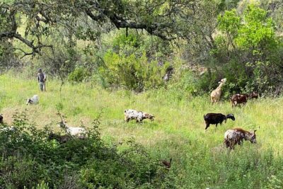 Walk in the Hills with Goat Herder-Local Honey, Wine and Cheese Tasting - The Farm Family Touch: Virginia, Josh, and a Real Sense of Place