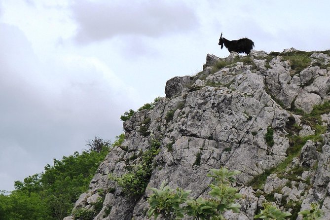 Wells, Cheddar Cheese and Cheddar Gorge - Private Day Trip from Bath - Cheddar lunch break: the pub stop that keeps the day human