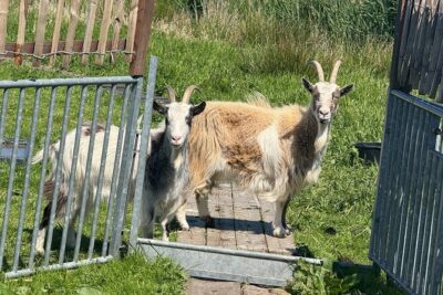 Windmill, Dairy Farms & Countryside Electric Bike Tour - E-bike comfort, helmets/ponchos, and what you should bring
