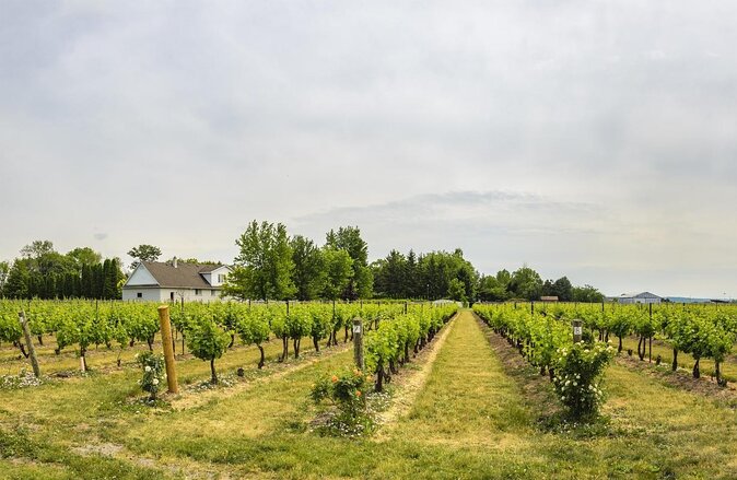 Wine, Cheese, Chocolate 6 Hour Tasting Tour with Lunch - Key highlights you’ll actually care about