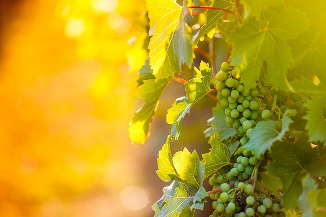 Wine, Cheese, Chocolate 6 Hour Tasting Tour with Lunch - Price and value: what you’re getting for $242.19